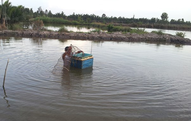 Nuôi tôm quảng canh sử dụng thức ăn tự nhiên, không liên quan đến thức ăn công nghiệp. Nuôi tôm quảng canh sử dụng thức ăn tự nhiên, không liên quan đến thức ăn công nghiệp.
