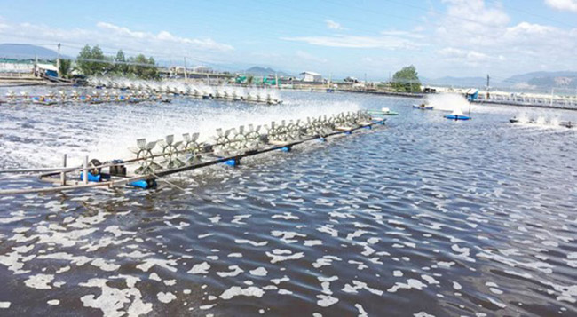 Đảm bảo đủ oxy trong ao tôm khi diệt khuẩn. Đảm bảo đủ oxy trong ao tôm khi diệt khuẩn.