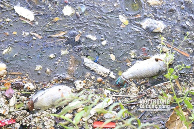 Cá chết phân huỷ bốc mùi hôi tanh ở hồ điều hòa tại công viên trung tâm thành phố Vinh (Nguồn: Môi trường & cuộc sống) Cá chết phân huỷ bốc mùi hôi tanh ở hồ điều hòa tại công viên trung tâm thành phố Vinh (Nguồn: Môi trường & cuộc sống)