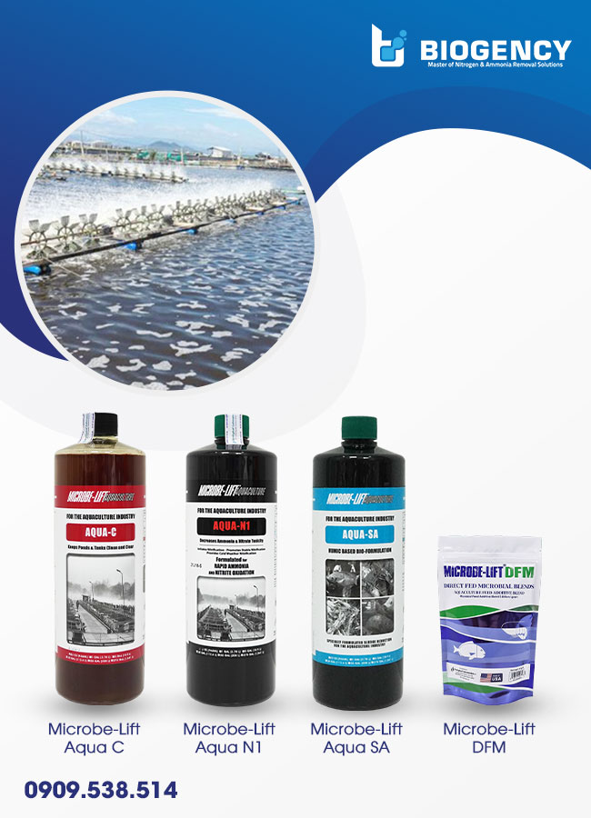 Sử dụng men vi sinh Microbe-Lift trong suốt vụ nuôi giúp tôm chủ động phòng bệnh, đạt chất lượng tốt. Sử dụng men vi sinh Microbe-Lift trong suốt vụ nuôi giúp tôm chủ động phòng bệnh, đạt chất lượng tốt.