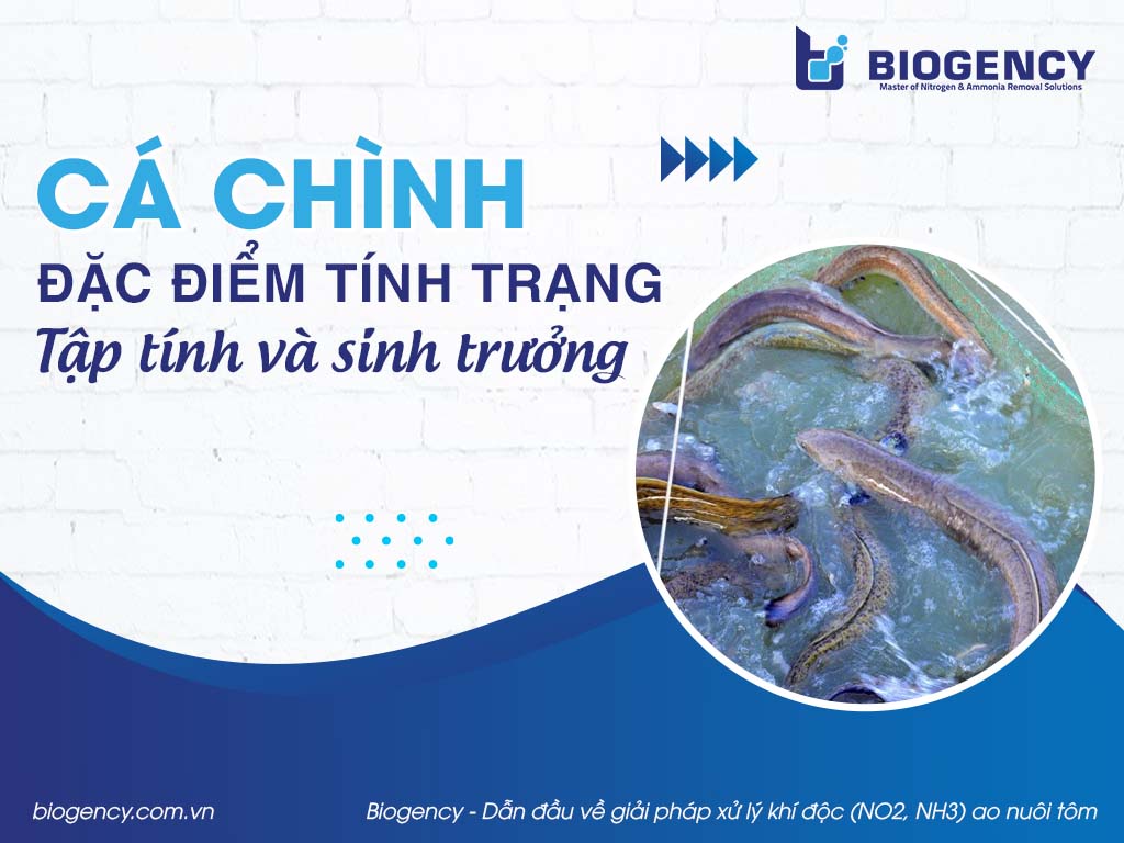 Cá chình: Đặc điểm tính trạng, tập tính và sinh trưởng Cá chình: Đặc điểm tính trạng, tập tính và sinh trưởng