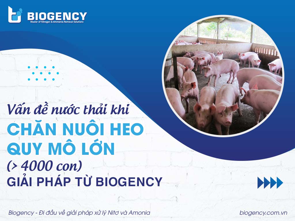 Vấn đề nước thải khi chăn nuôi heo quy mô lớn (> 4000 con) & Giải pháp từ BIOGENCY Vấn đề nước thải khi chăn nuôi heo quy mô lớn (> 4000 con) & Giải pháp từ BIOGENCY