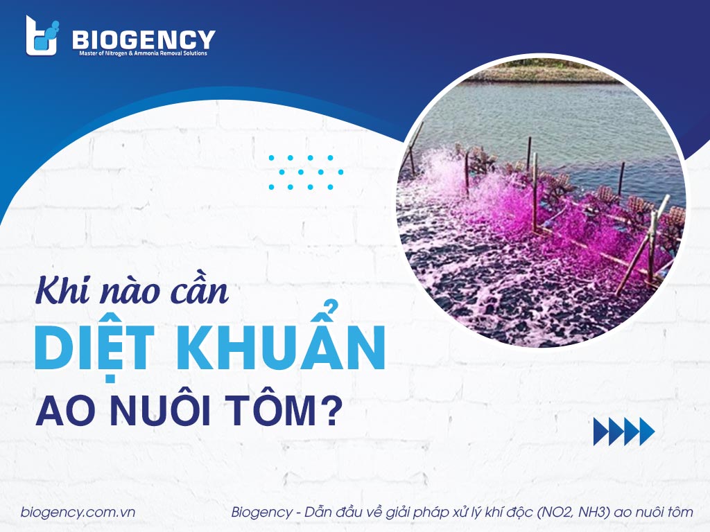 Khi nào cần diệt khuẩn ao nuôi tôm? Khi nào cần diệt khuẩn ao nuôi tôm?