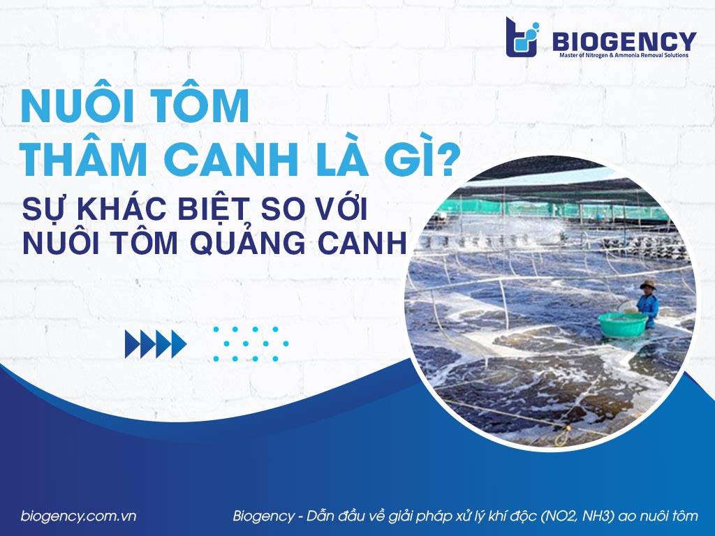 Nuôi tôm thâm canh là gì? Sự khác biệt so với nuôi tôm quảng canh Nuôi tôm thâm canh là gì? Sự khác biệt so với nuôi tôm quảng canh