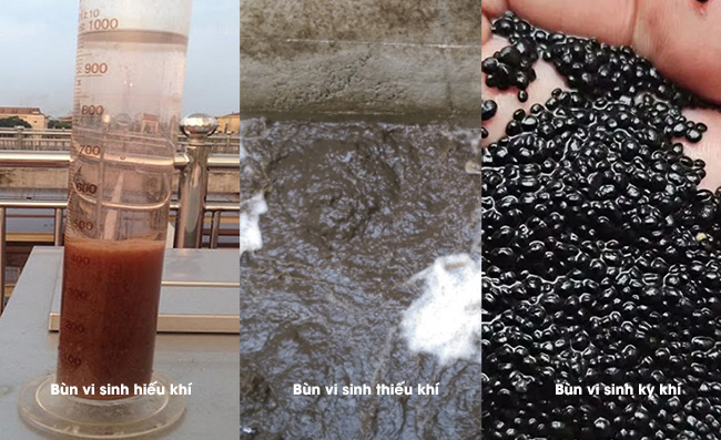 Các loại bùn vi sinh trong hệ thống xử lý nước thải.