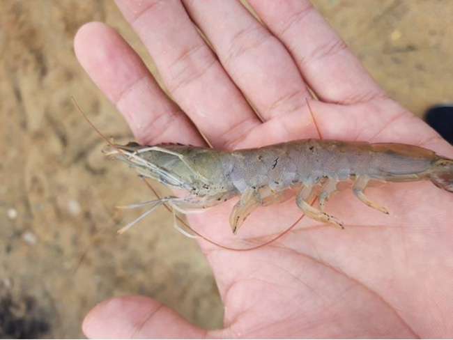 Tôm bị cụt râu. Tôm bị cụt râu.