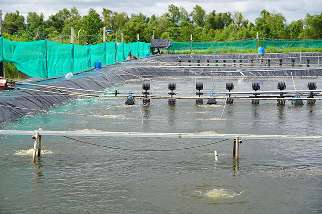 Hệ vi sinh ao nuôi tôm góp phần giúp ổn định môi trường ao nuôi, tạo điều kiện cho tôm phát triển khỏe mạnh. Hệ vi sinh ao nuôi tôm góp phần giúp ổn định môi trường ao nuôi, tạo điều kiện cho tôm phát triển khỏe mạnh.