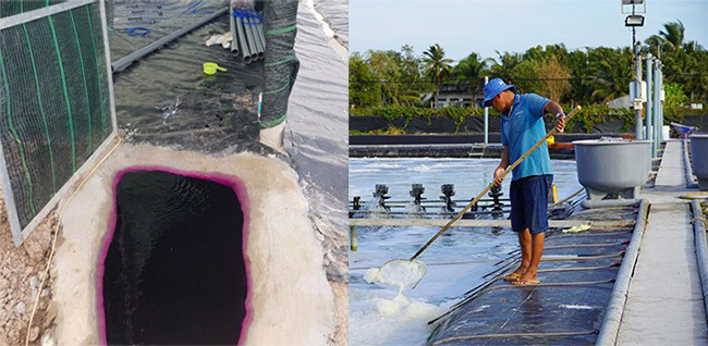 Sát trùng dụng cụ nuôi trồng. Sát trùng dụng cụ nuôi trồng.