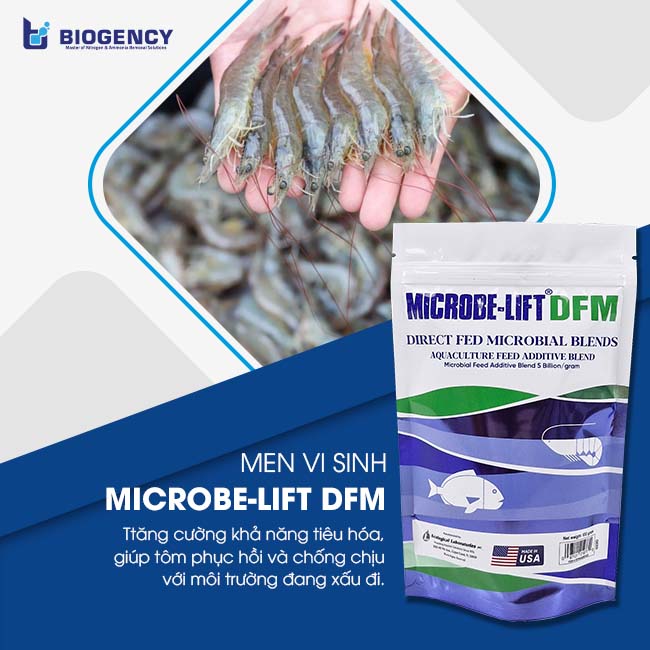 Men vi sinh đường ruột Microbe-Lift DFM giúp tăng cường hệ tiêu hóa cho tôm. Men vi sinh đường ruột Microbe-Lift DFM giúp tăng cường hệ tiêu hóa cho tôm.