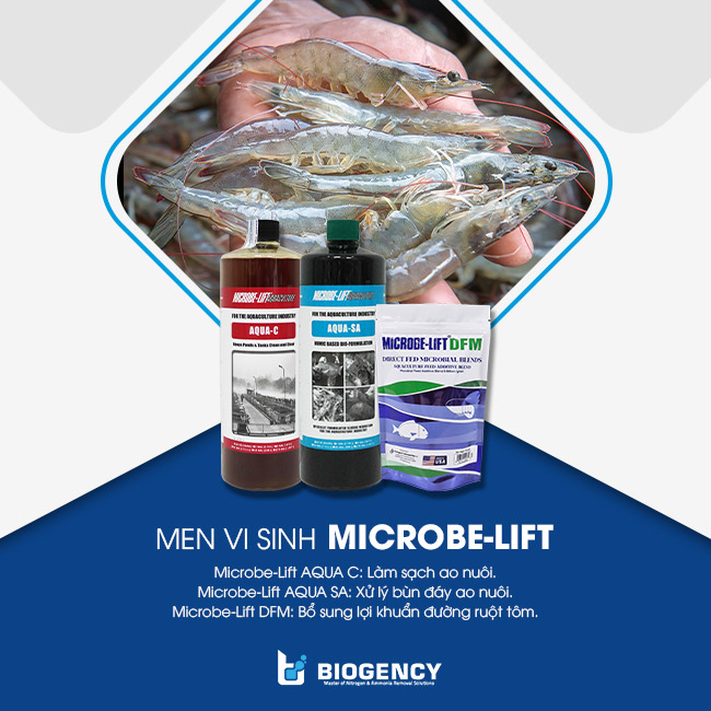 Men vi sinh Microbe-Lift giúp nuôi tôm đạt năng suất vượt trội. Men vi sinh Microbe-Lift giúp nuôi tôm đạt năng suất vượt trội.