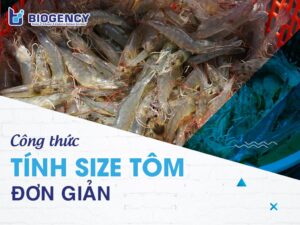 Công thức tính size tôm đơn giản