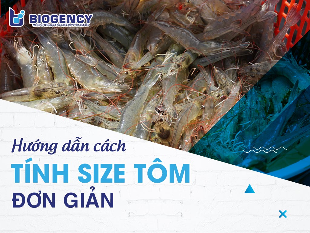 Hướng dẫn cách tính size tôm đơn giản