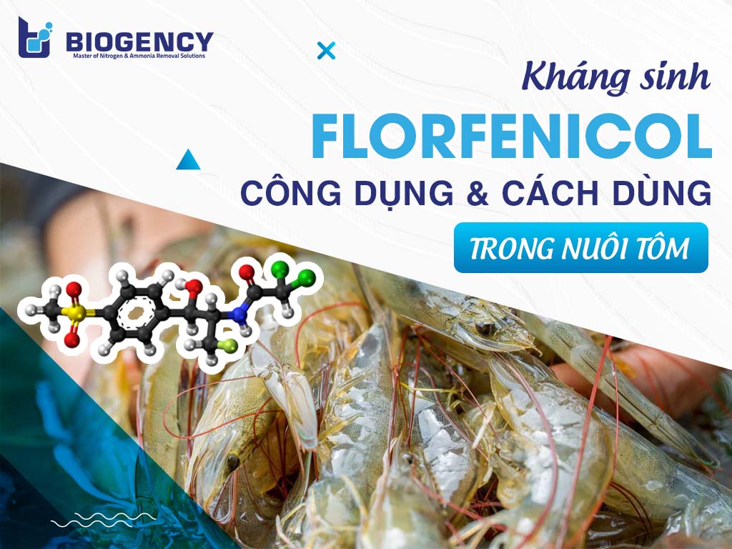 Kháng sinh Florfenicol: Công dụng và cách dùng trong nuôi tôm