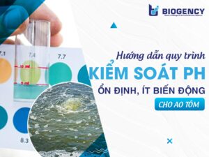 Hướng dẫn quy trình kiểm soát pH ổn định, ít biến động cho ao tôm
