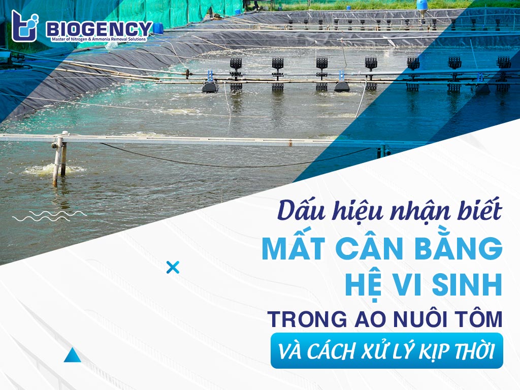 Dấu hiệu nhận biết mất cân bằng hệ vi sinh trong ao nuôi tôm và cách xử lý kịp thời Dấu hiệu nhận biết mất cân bằng hệ vi sinh trong ao nuôi tôm và cách xử lý kịp thời