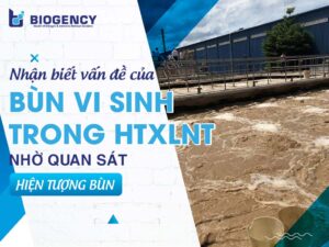 Nhận biết vấn đề của bùn vi sinh trong HTXLNT nhờ quan sát hiện tượng bùn