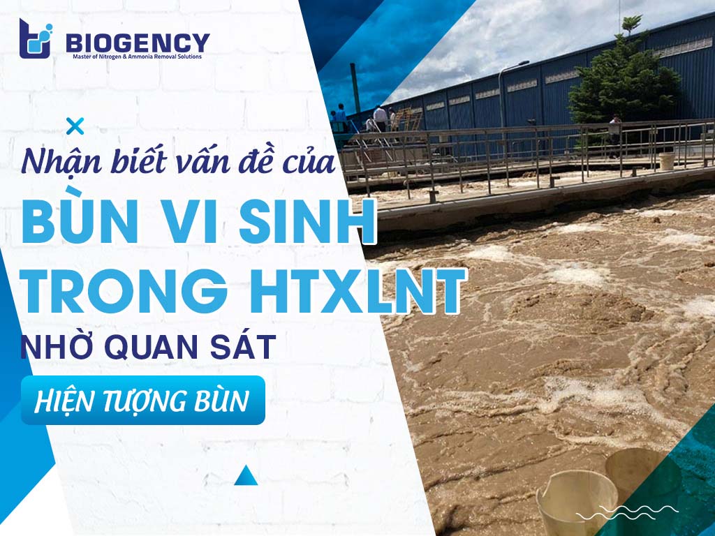 Nhận biết vấn đề của bùn vi sinh trong HTXLNT nhờ quan sát hiện tượng bùn