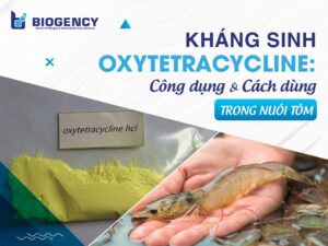 Kháng sinh Oxytetracycline: Công dụng và cách dùng trong nuôi tôm