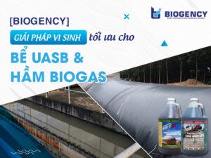[BIOGENCY] Giải pháp vi sinh tối ưu cho bể UASB và hầm Biogas