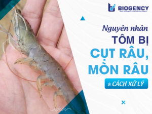Nguyên nhân tôm bị cụt râu/ mòn râu và cách xử lý