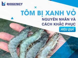 Tôm bị xanh vỏ: Nguyên nhân và cách khắc phục hiệu quả