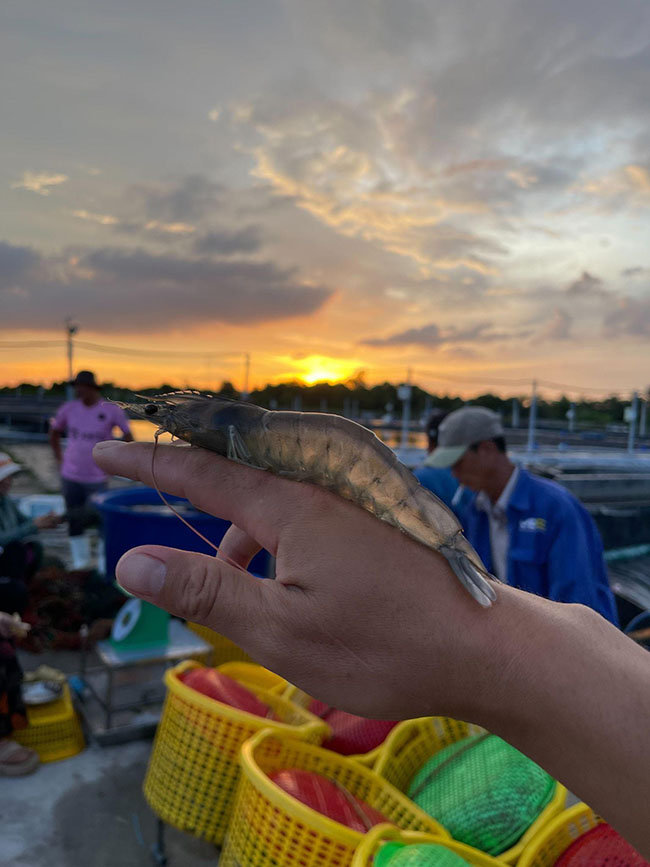 Tôm đạt giá cao khi bảo đảm về chất lượng và ngoại hình tôm. Tôm đạt giá cao khi bảo đảm về chất lượng và ngoại hình tôm.