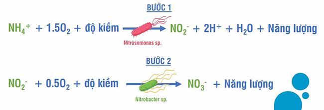 Vi khuẩn Nitrat hoá thuộc nhóm vi sinh vật tự dưỡng, tham gia vào quá trình Nitrat hoá. Vi khuẩn Nitrat hoá thuộc nhóm vi sinh vật tự dưỡng, tham gia vào quá trình Nitrat hoá.