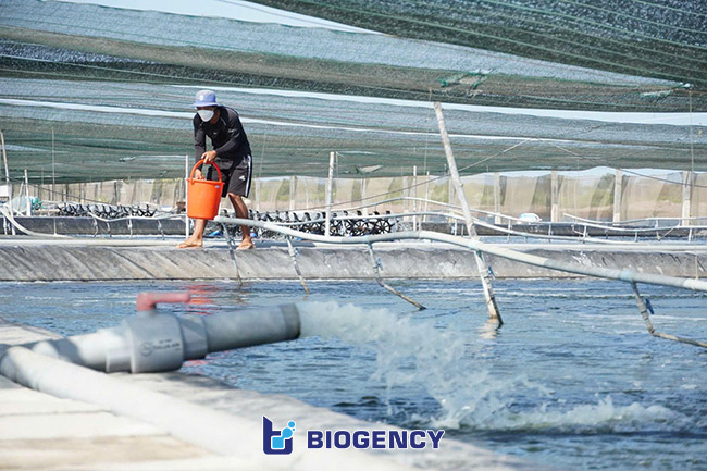 Kỹ thuật tại farm tôm BIOGENCY. Kỹ thuật tại farm tôm BIOGENCY.