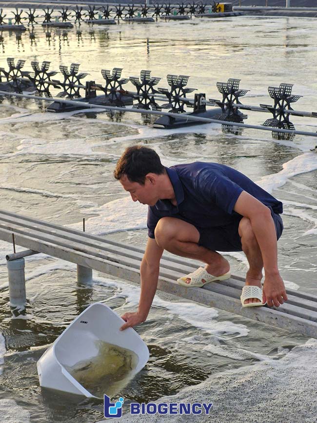 Farm nuôi BIOGENCY có môi trường nước khỏe, sức khỏe tôm tốt và về đích an toàn. Farm nuôi BIOGENCY có môi trường nước khỏe, sức khỏe tôm tốt và về đích an toàn.