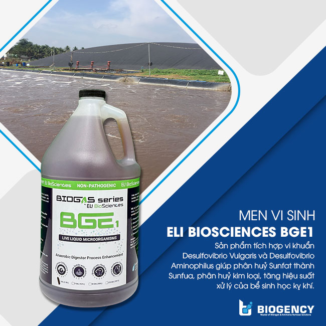 Men vi sinh ELI Biosciences BGE1 ứng dụng vi khuẩn lưu huỳnh trong nước thải. Men vi sinh ELI Biosciences BGE1 ứng dụng vi khuẩn lưu huỳnh trong nước thải.