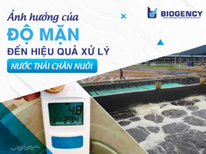 Ảnh hưởng của độ mặn đến hiệu quả xử lý nước thải chăn nuôi