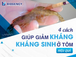 4 cách giúp giảm kháng kháng sinh ở tôm hiệu quả