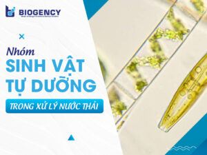 Nhóm sinh vật tự dưỡng trong xử lý nước thải