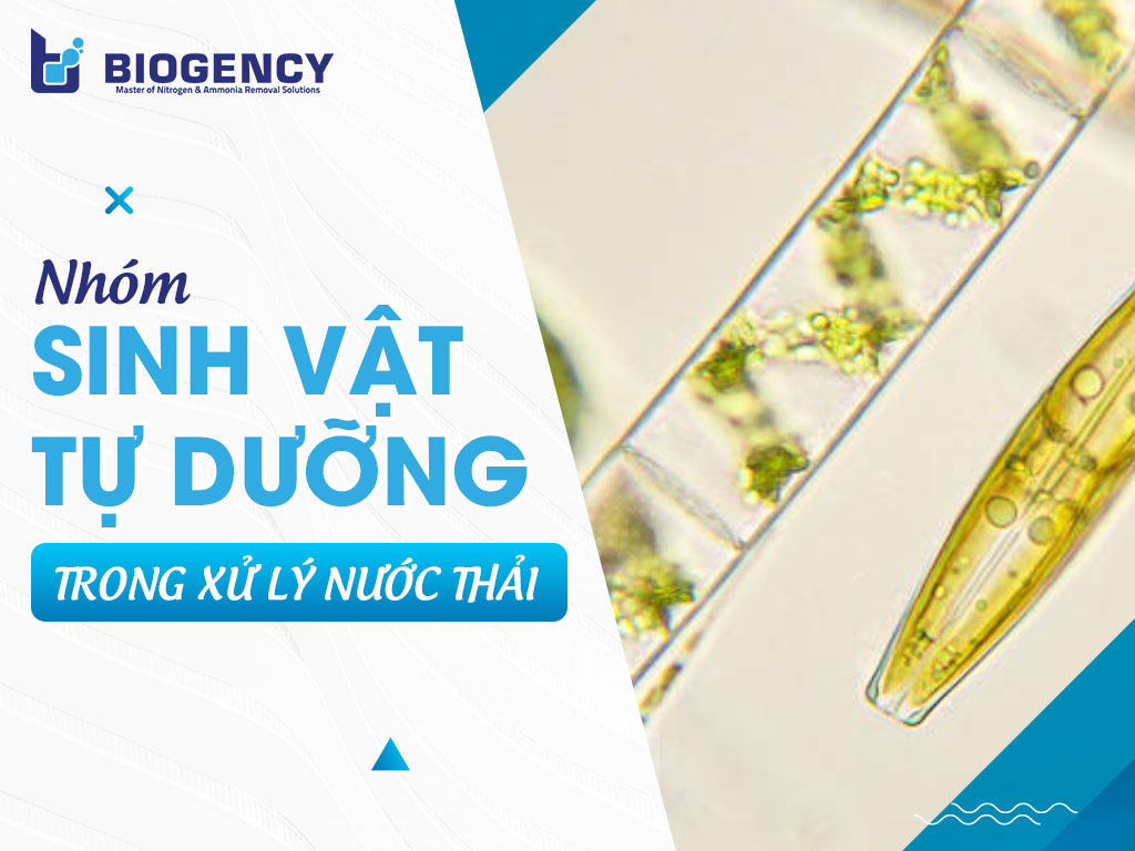 Nhóm sinh vật tự dưỡng trong xử lý nước thải Nhóm sinh vật tự dưỡng trong xử lý nước thải