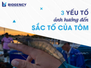 3 yếu tố ảnh hưởng đến sắc tố của tôm