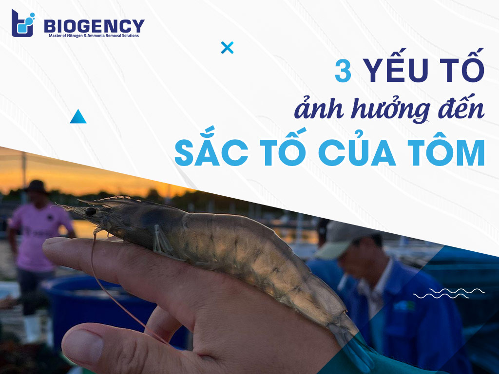 3 yếu tố ảnh hưởng đến sắc tố của tôm 3 yếu tố ảnh hưởng đến sắc tố của tôm