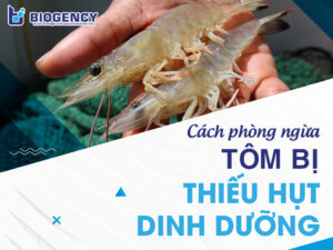 Cách phòng ngừa tôm bị thiếu hụt dinh dưỡng