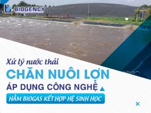 Xử lý nước thải chăn nuôi lợn: Áp dụng công nghệ hầm Biogas kết hợp hệ sinh học
