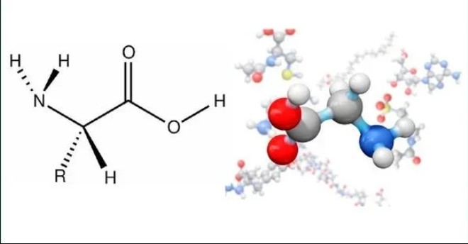 Amino Axit là đơn vị cấu tạo nên Protein. Amino Axit là đơn vị cấu tạo nên Protein.