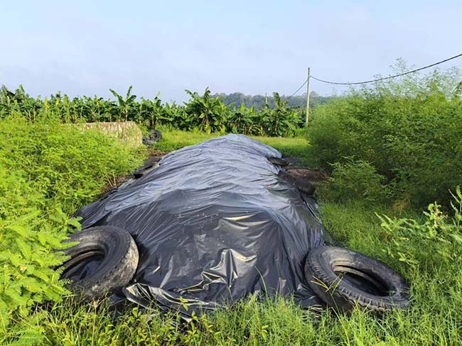 Ủ phân chuồng thành phân bón sinh học giúp trang trại giảm chi phí, đáp ứng yêu cầu môi trường và xu hướng phát triển bền vững. Ủ phân chuồng thành phân bón sinh học giúp trang trại giảm chi phí, đáp ứng yêu cầu môi trường và xu hướng phát triển bền vững.