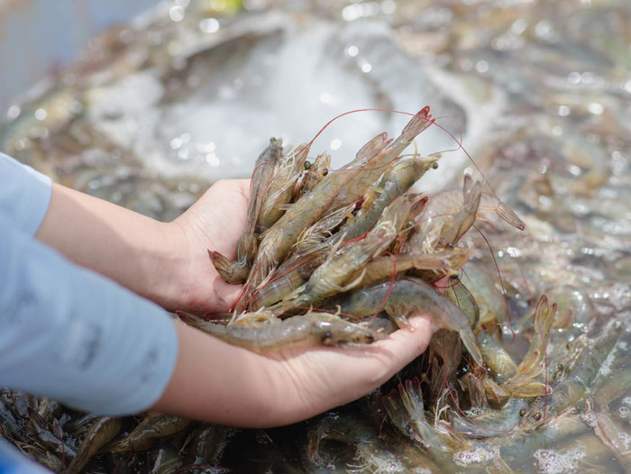 Bổ sung Amino Axit cho tôm giúp tăng trường nhanh, đồng đều. Bổ sung Amino Axit cho tôm giúp tăng trường nhanh, đồng đều.