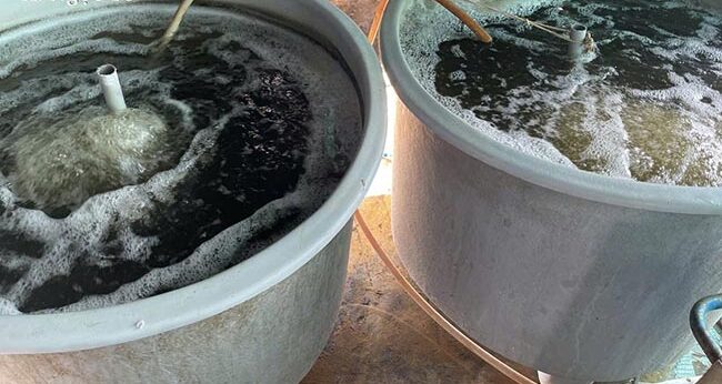 Ủ men vi sinh tại ao khách hàng.