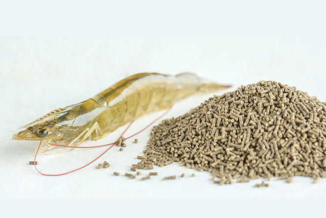 Trộn Amino Axit cho tôm vào thức ăn là phương pháp hiệu quả cao nhất. Trộn Amino Axit cho tôm vào thức ăn là phương pháp hiệu quả cao nhất.