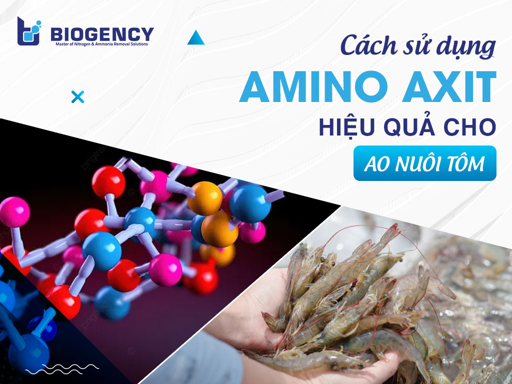 Cách sử dụng Amino Axit hiệu quả cho ao nuôi tôm Cách sử dụng Amino Axit hiệu quả cho ao nuôi tôm