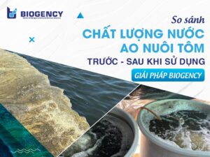 So sánh chất lượng nước ao nuôi tôm trước - sau khi sử dụng giải pháp BIOGENCY