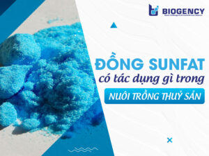 Đồng Sunfat có tác dụng gì trong nuôi trồng thủy sản?