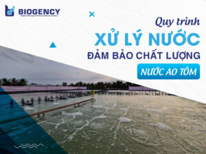 Quy trình xử lý nước đảm bảo chất lượng nước ao tôm