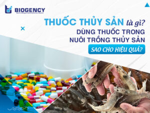 Thuốc thủy sản là gì? Dùng thuốc trong nuôi trồng thủy sản sao cho hiệu quả?