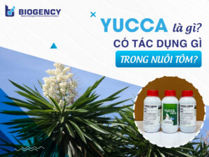 Yucca là gì? Có tác dụng gì trong nuôi tôm?