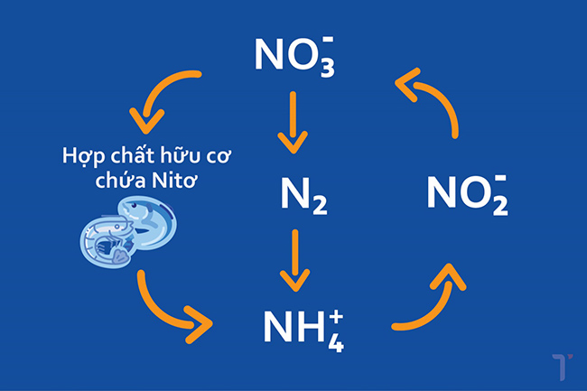 Chu trình Nitơ. Chu trình Nitơ.